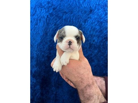 Dişi erkek fransız bulldog bebekler
