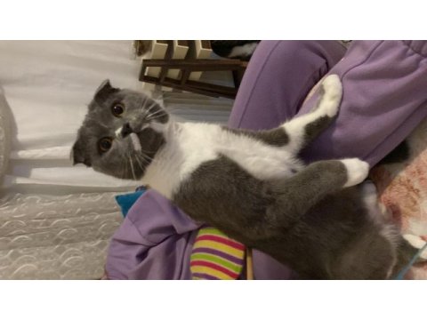 Ücretsiz sahiplenme scottish fold