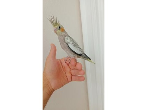 Güzeller güzeli sultan papağanı bebekler bebeği