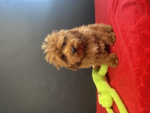 Mükemmel kalite maltıpoo yavrularım