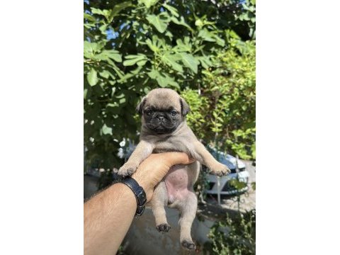 Oyuncu pug yavrular