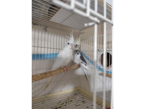 Cf sultan papağanı takım
