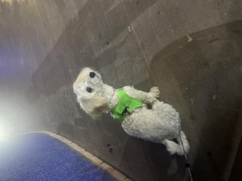 Yedi aylık bütün aşıları tam maltipoo