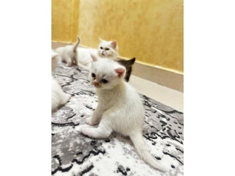 Chinchilla 1 buçuk aylık bebekler