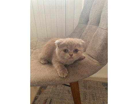 Top kafa gri scottish fold ve silver british shorthair