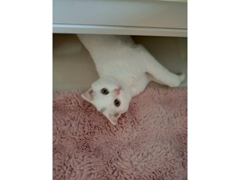 Beyaz scottish fold