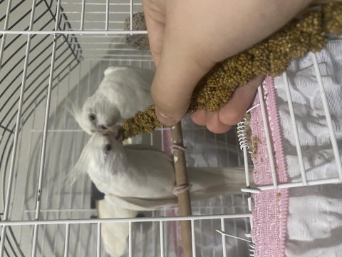Albino çift üretime hazır sultan papağanı
