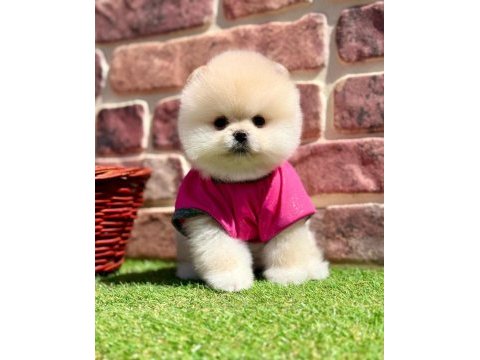 Safkan pomeranian yavrular