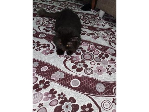 Üç yaşında sağlıklı dişi iran kedisi