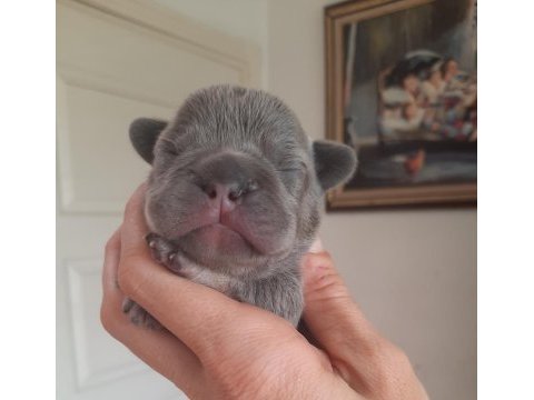 Fluffy ve isabella taşıyıcı exotic french bulldog yavrular
