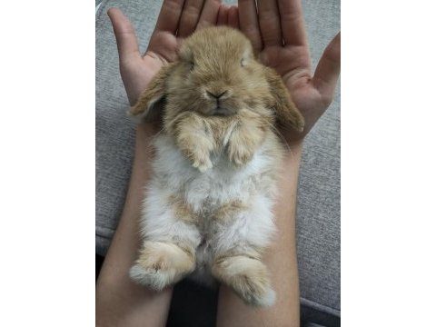 Mini lop orjinal safkan ırk tavşan