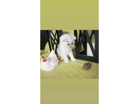 Scottish fold 1 dişi 1 erkek 2.5 aylık