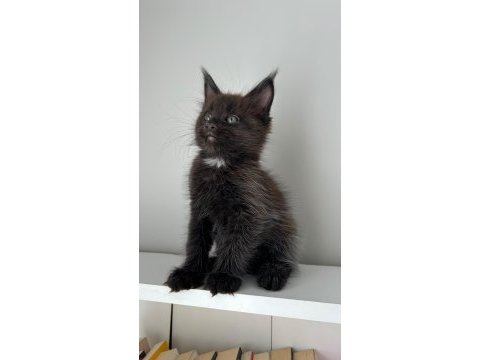 Sağlık ve ırk garantili minik maine coon devler