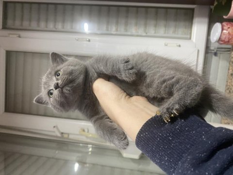 Erkek british shorthair