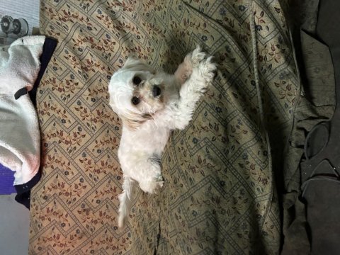 9 aylık dişi köpeğimiz yeni yuvasını arıyor