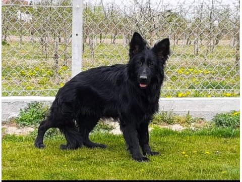 Düşük bel uzun tüylü black solid alman kurdu
