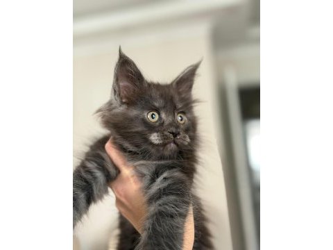 Koleksiyonluk black smoke maine coon nadır renk