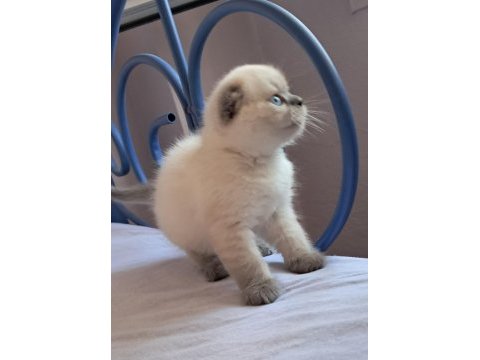 Scottish fold point erkek