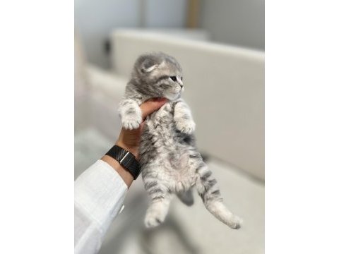 1,5 aylık scottish fold ve straight yavrularımıza yuva
