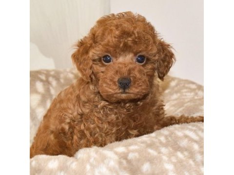 Toy poodle köpeği