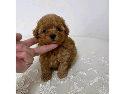 Toy poodle sevimli yavrular