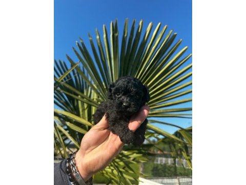 Toy poodle yavrular
