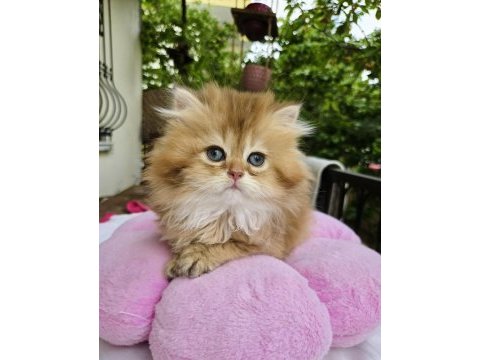 British longhair golden kızlar