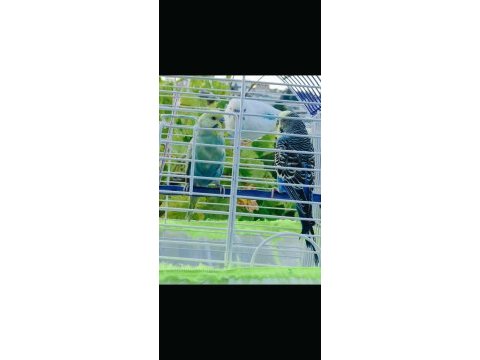 2 eş artı birtane normal kuş kafesi ile beraber