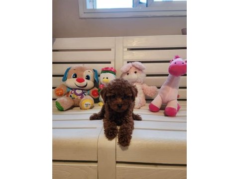 Orjinal kore kanı taşıyan erkek poodle yavrusu