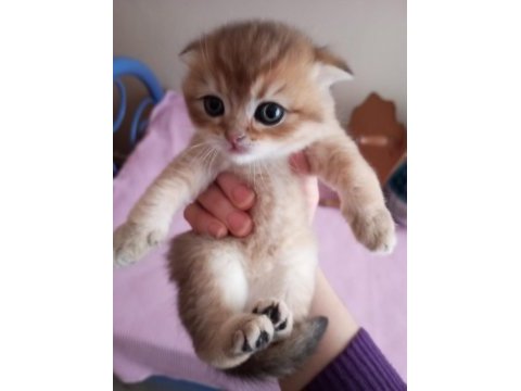 Scottish fold yavrularımız yeni yuvalarını bekliyor
