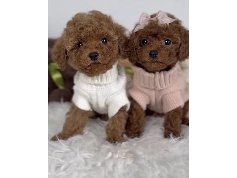 Toy poodle safkan