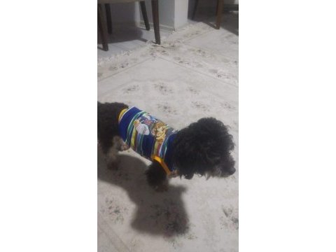 Köpeğimiz komutsuz hareket etmiyor