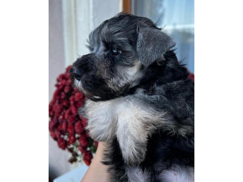 Fcı şecereli miniatute schnauzer yavru köpekler