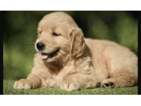 Golden retriever köpeği