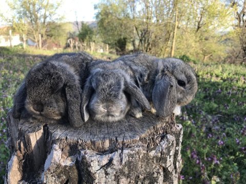 Mini lop tavşanı bebeklerimiz