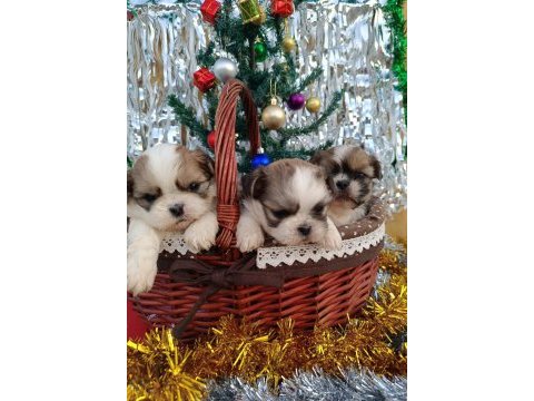Orjinal shih tzu yavrularım