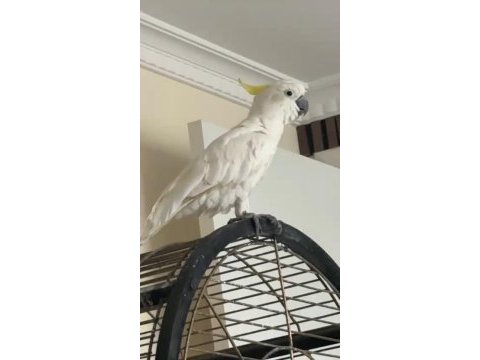 Yarı evcil sülfür kakadu