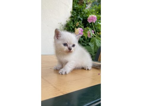 1 buçuk aylık 2 tane erkek yavru british longhair