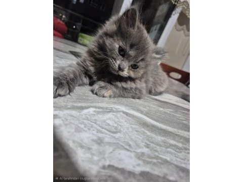 Scottish fold yavrumuz