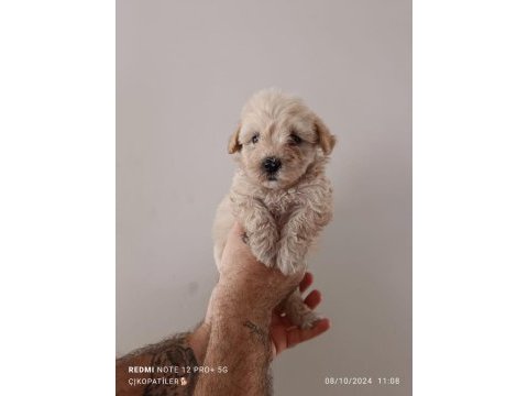 Maltipoo yavru