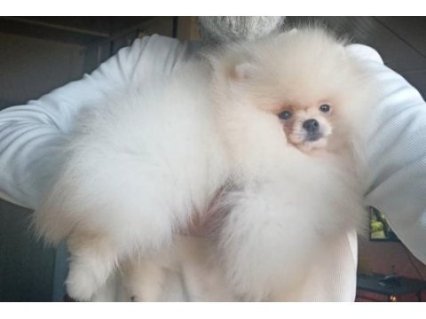 Orijinal pomeranian boo