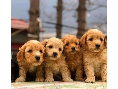 Tüy dökmez koyu renk maltipoo