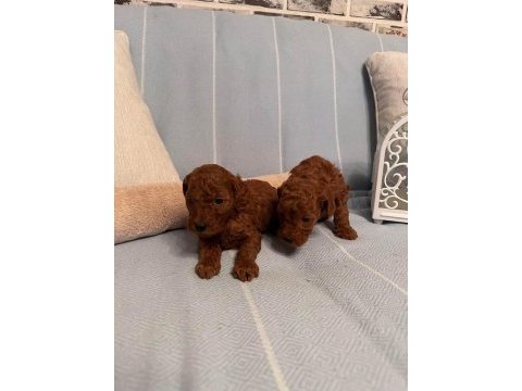 Dişi ve erkek aşılı wc eğitimli kore kan toy poodle