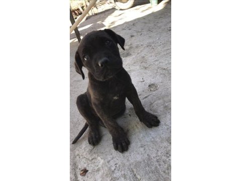Orijinal dişi cane corso