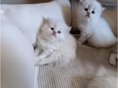 Anne baba full şecereli olup british shorthair yavrular