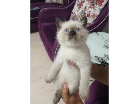 British shorthair erkek yavru