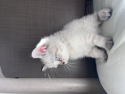 British blue point