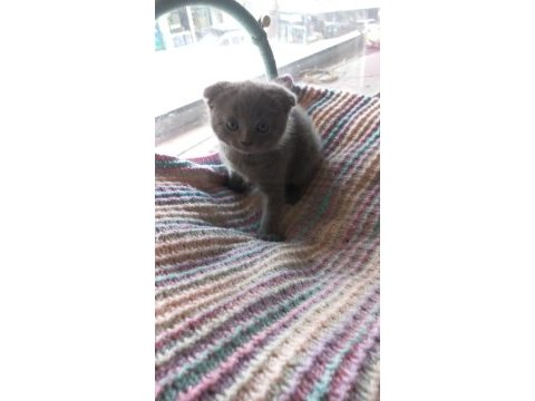 Scottish fold yavrumuzu sahiplendiriyoruz