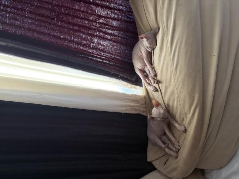 Yeni doğmuş 1.5 aylık sphynx
