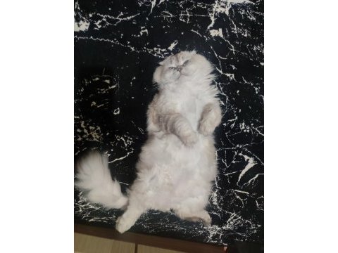 British longhair oğlum